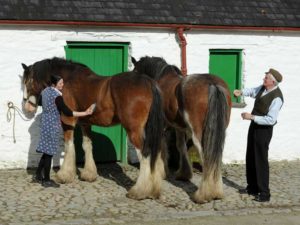 Visit Muckross Traditional Farms